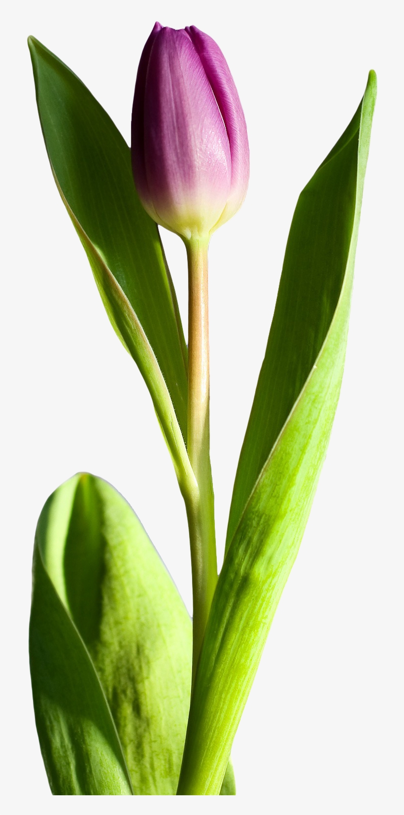 Tulip Flower Png, transparent png