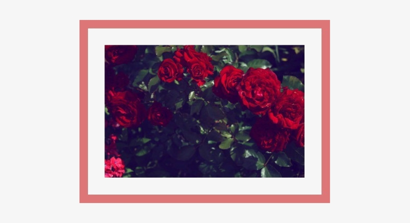 Namjoon Banner - Hybrid Tea Rose, transparent png