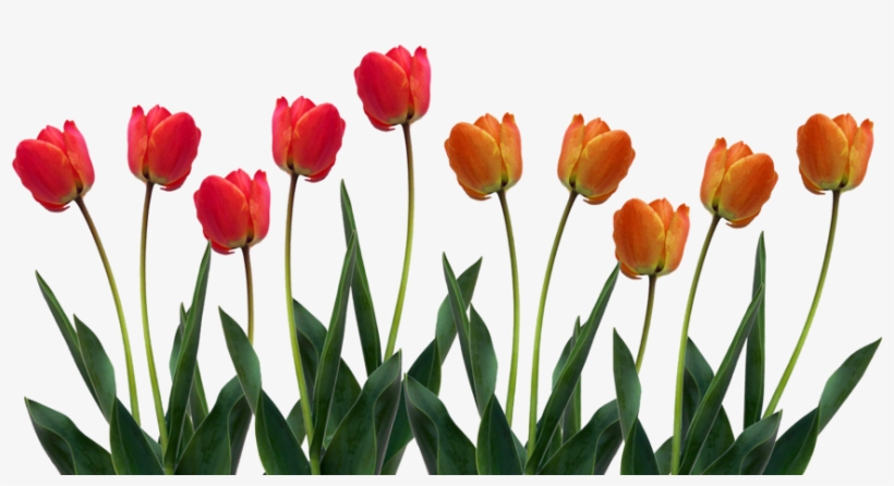 Tulip Png Pic - Kind Hearts Are The Garden, transparent png