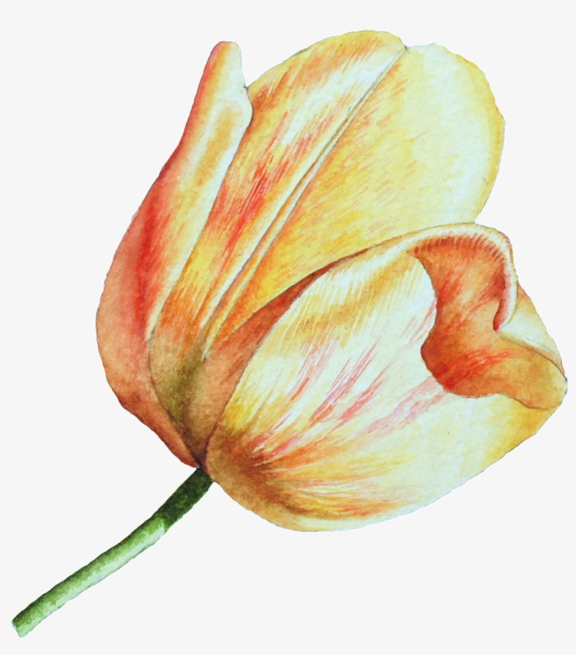 This Graphics Is Hand Drawn A Tulip Png Transparent - Tulip, transparent png