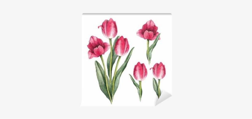 Watercolor Tulips On A White Background Wall Mural - Lale Suluboya, transparent png