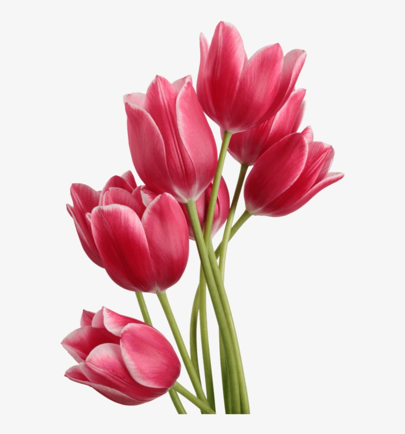 Flowers - Tulip Png, transparent png