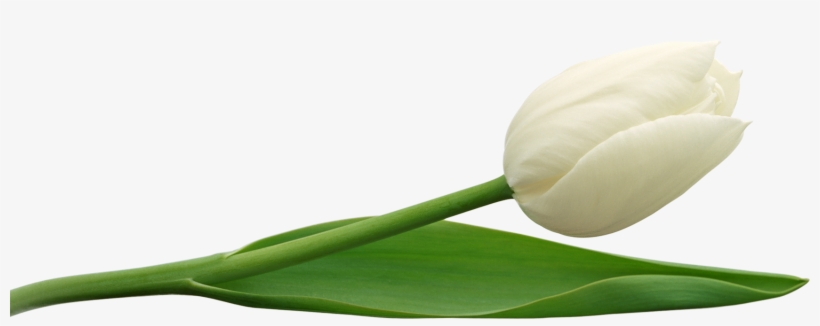 Tulip Png Image - White Tulips Transparent Background, transparent png
