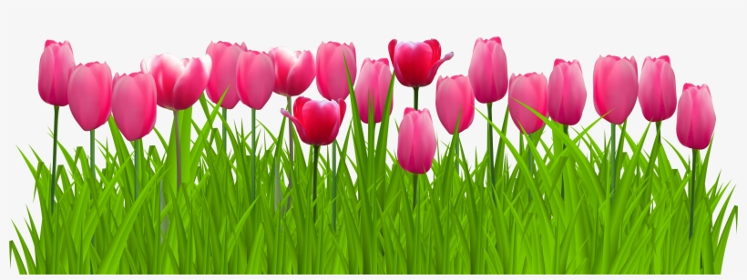 Png Freeuse Stock Grass With Pink Png Clip Art Image - Pink Tulip Flower Png, transparent png