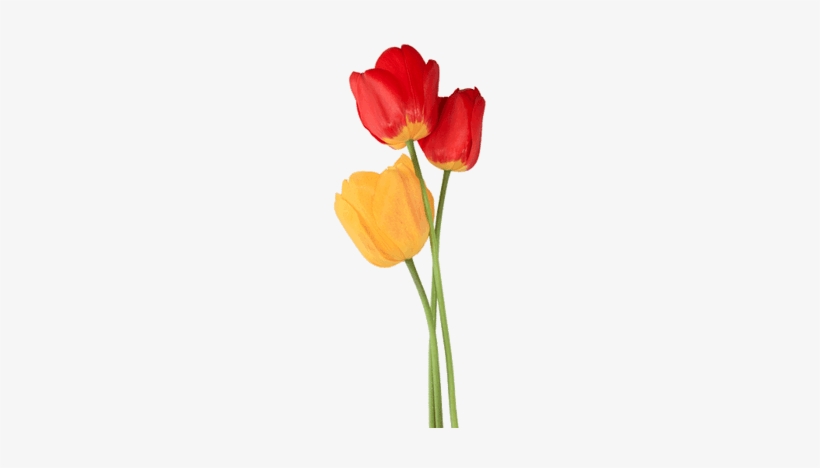 Tulip Trio - Tulip, transparent png