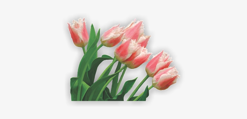 Photo - Tulip, transparent png