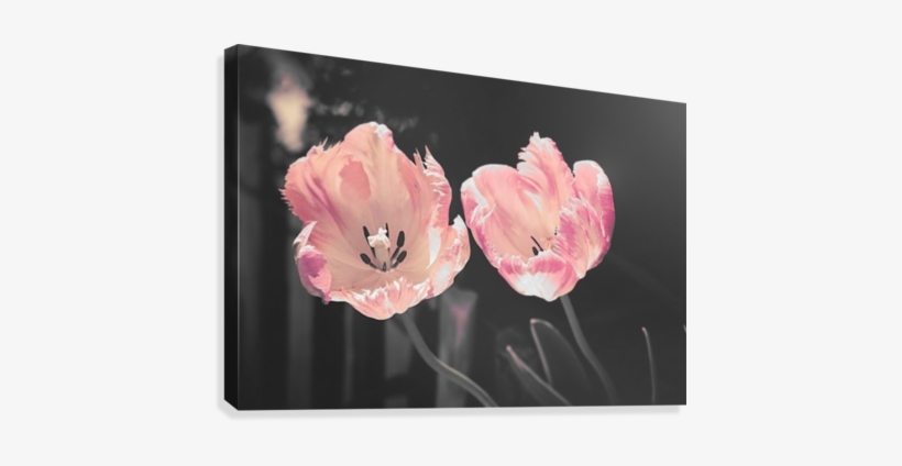 Pink Tulip Canvas Canvas Print - Good Morning Wishes, transparent png