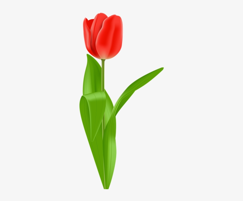 Red Tulip Png Clip Art Image - Tulip, transparent png