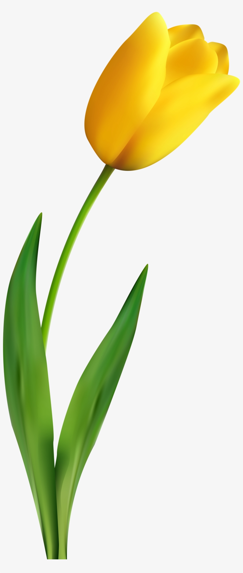 A Yellow Tulip, Tulips, Flowers Png Image And Clipart - Yellow Tulip Clipart, transparent png