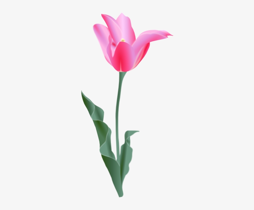 Tulip, transparent png