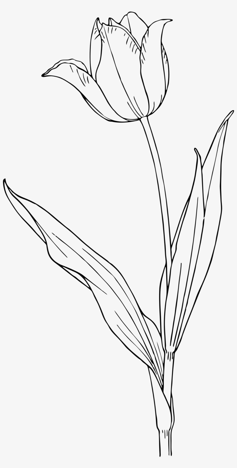 Tulip Png, transparent png