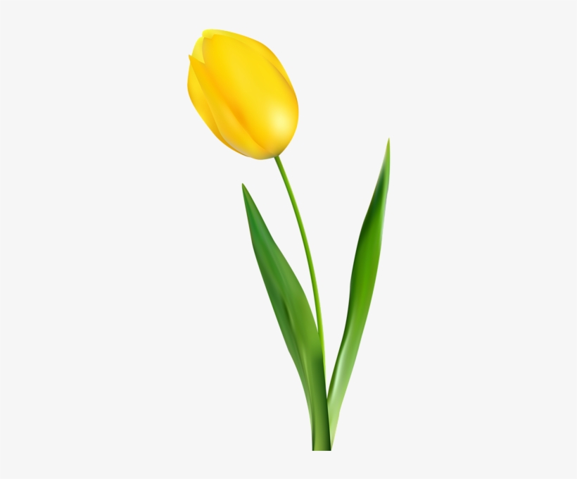 Yellow Tulip Transparent Clip Art Png Image - Yellow Tulip Flower Png, transparent png