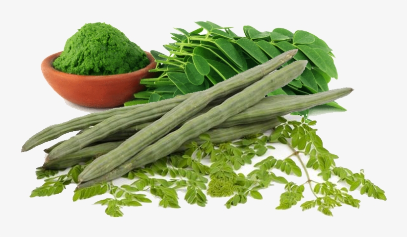Drumstick Leaves, transparent png