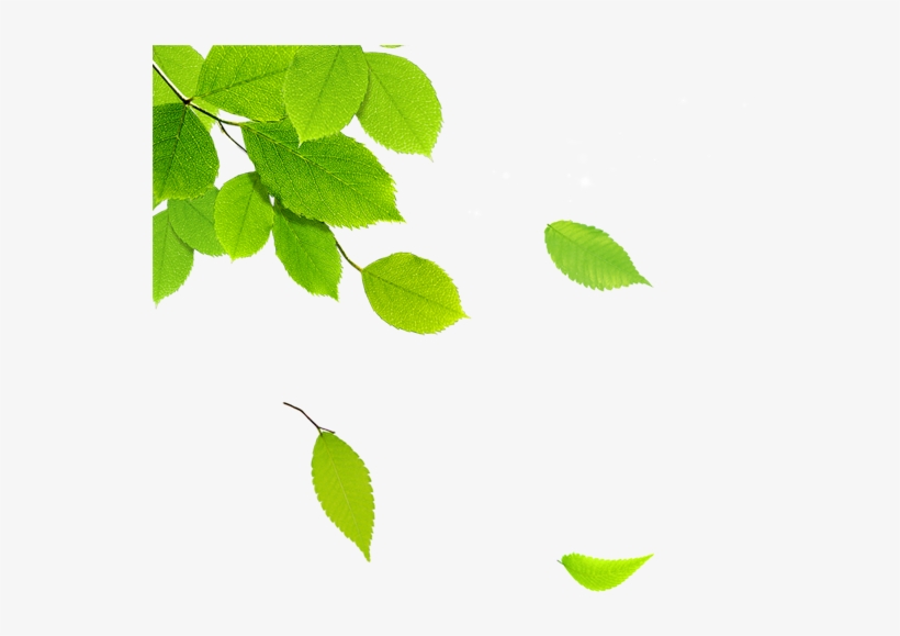 591×591 Pixels - Hojas De Arbol Png, transparent png
