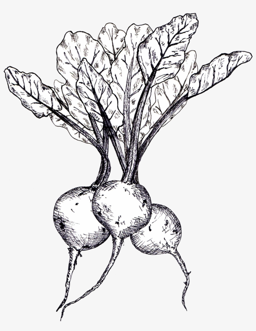 Beets Linedrawing - Beetroot, transparent png
