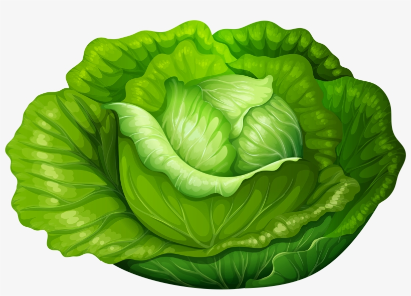Lettuce Clipart Single Vegetable Lettuce Clipart 6000x4161 PNG