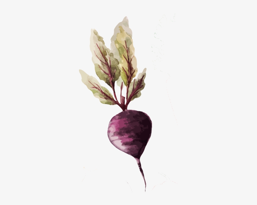 Burak - Vegetable Watercolor, transparent png