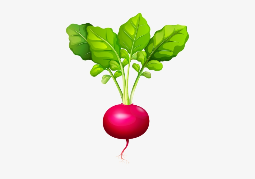 Radish Png Clip Art - Radish Clip Art, transparent png