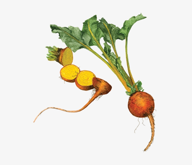 If You Want To Buy My Art - Turnip, transparent png