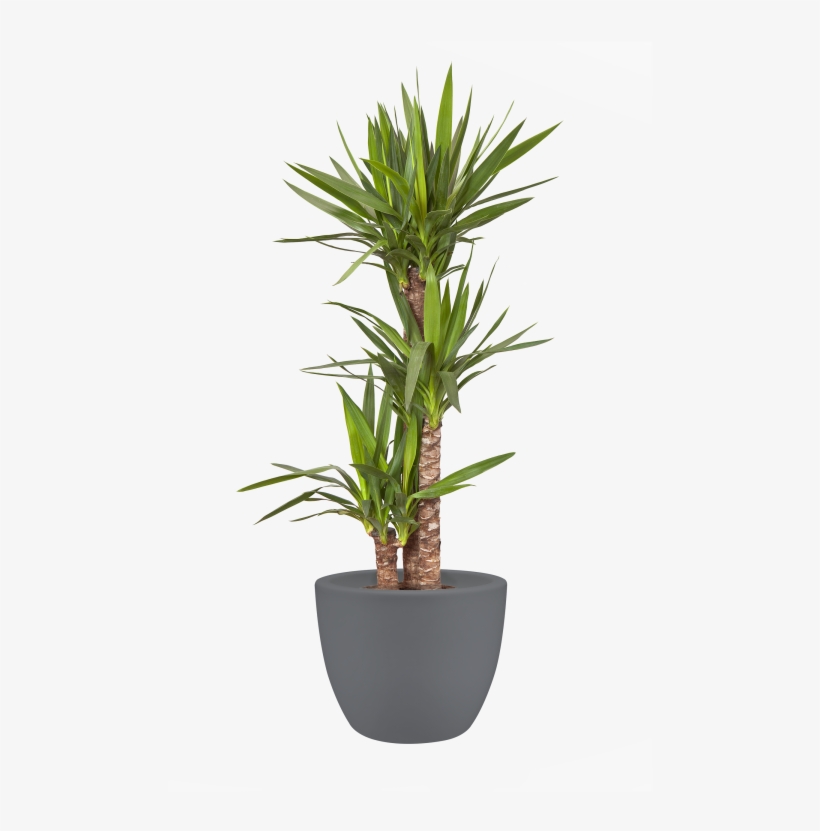 Home > Collection > Pure Soft Round - Large Flower Pot Png, transparent png