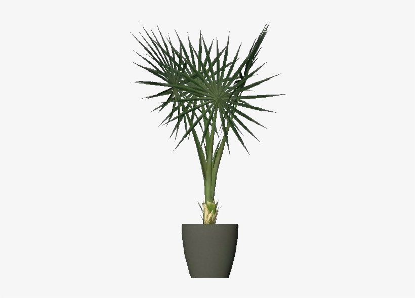 Mediterranean Dwarf Palm - Piante Per Dentro Casa, transparent png