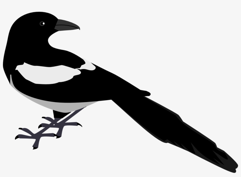 Zeimusu Magpie 2 Scalable Vector Graphics Svg Clip - Magpie Clip Art, transparent png