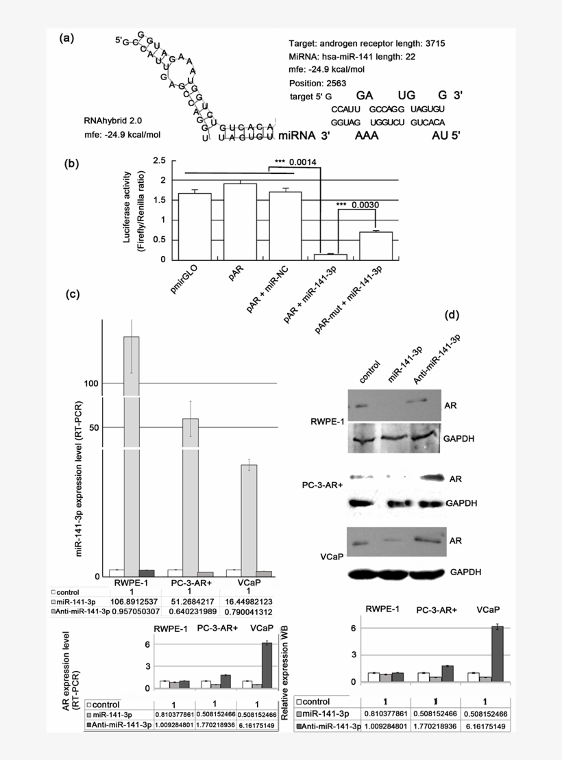 Ar Is A Direct Target Of Mir 141 3p, And Ar Levels - Diagram, transparent png