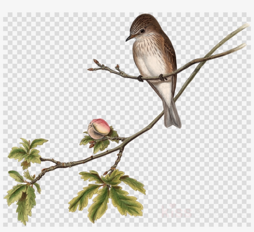 Bird Clipart House Sparrow The Birds Of Australia - Clip Art, transparent png