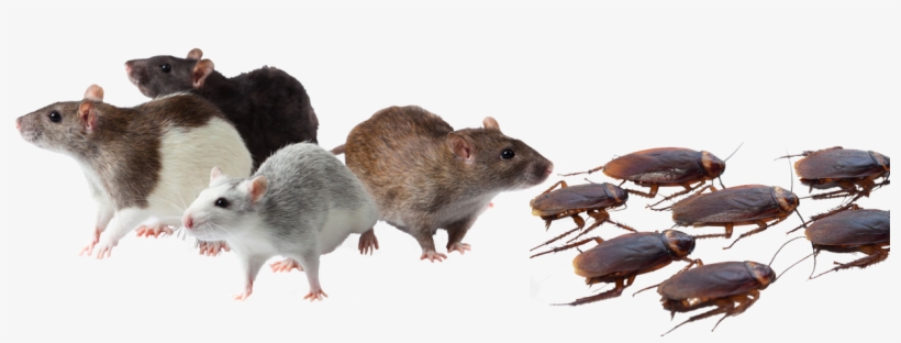Bugs Pest Control Mice Rats Roaches Spiders Ants Scorpions - Pest Control, transparent png