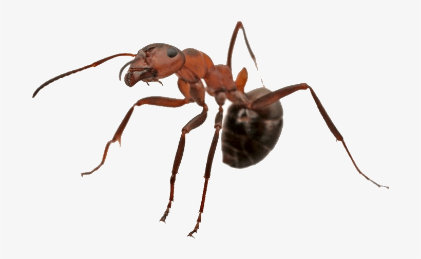 Residential Pest Control Newbury Park - Fondazione Ant Italia Onlus, transparent png
