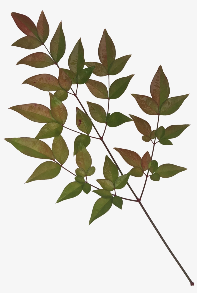 Leaves-1 - Portable Network Graphics, transparent png