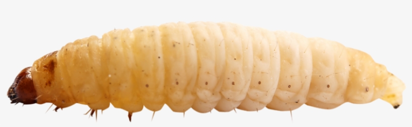 Maggot Png - Larva Png, transparent png