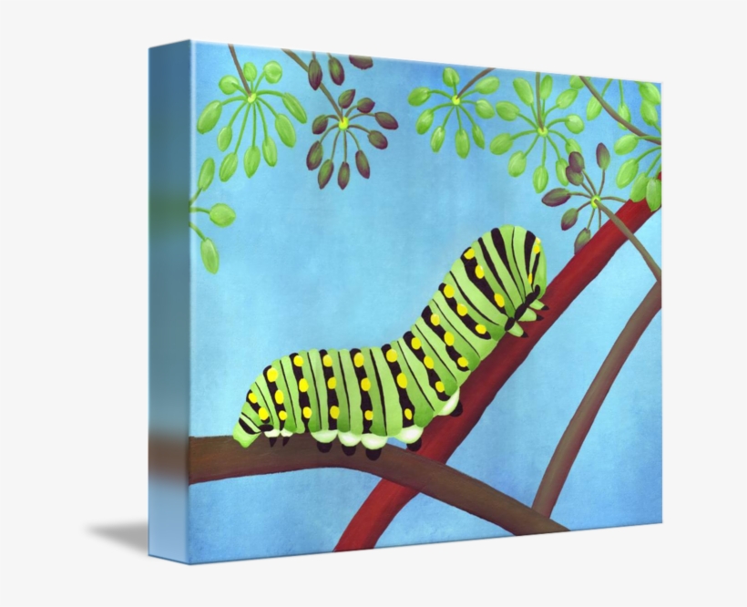 Swallowtail Caterpillar Png - Gallery-wrapped Canvas Art Print 14 X 11 Entitled Swallowtail, transparent png