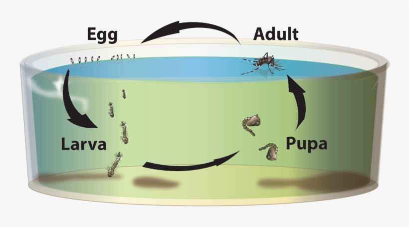 Life Cycle - Mosquito Life Cycle Aedes, transparent png