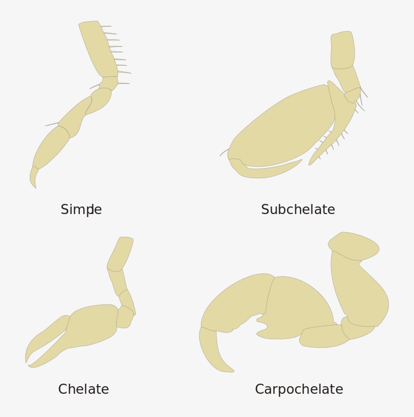 Preview - Subchelate, transparent png