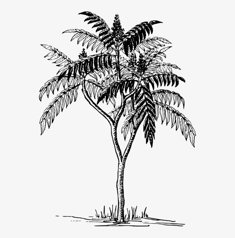 Poster Flyer Tree Drawing - Tree Drawing On Poster, transparent png
