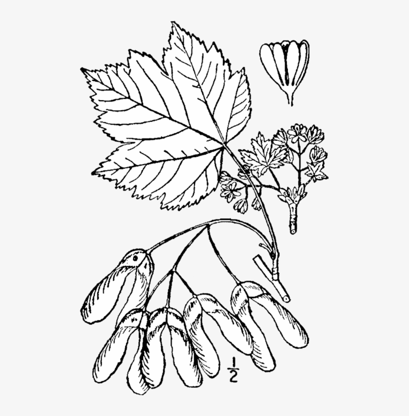 166 × 240 Pixels - Rocky Mountain Maple Drawing, transparent png