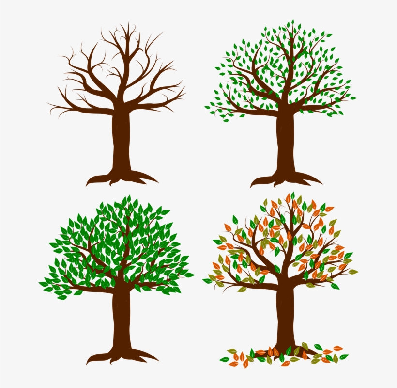 Wisconsin Is Blessed With Four Distinct Seasons Unlike - Tree In Spring Seasons, transparent png