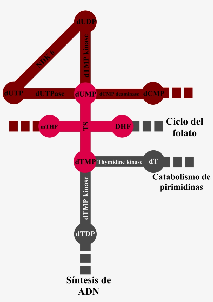 Ruta Ts - Diagram, transparent png