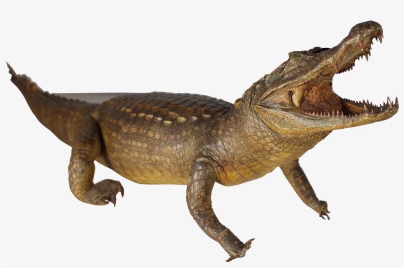 Visit - Nile Crocodile, transparent png