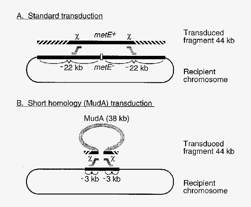 Thick Black Bars Denote Sequences Of Identity Between - Chromosome, transparent png