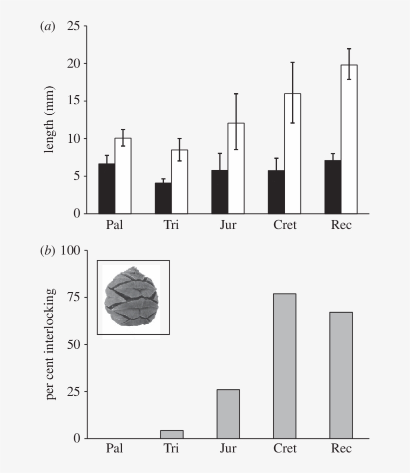 Mean Length Of The Seed (black Bars) And Its Subtending - Diagram, transparent png