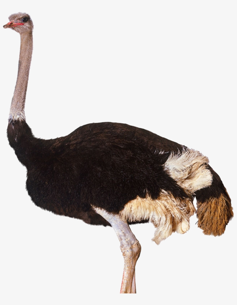 Ostrich Png Clipart - Ostrich Png, transparent png