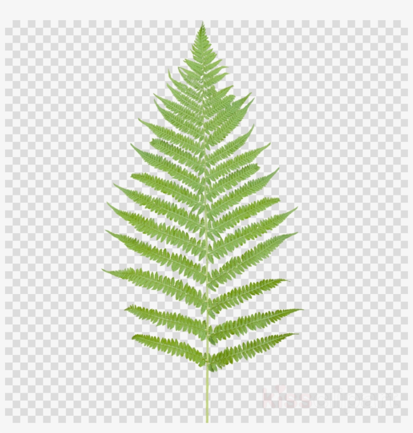 Tropical Ferns Leaf Png Clipart Fern Leaf Desktop Wallpaper Ferns On Transparent Background 900x900 Png Download Pngkit