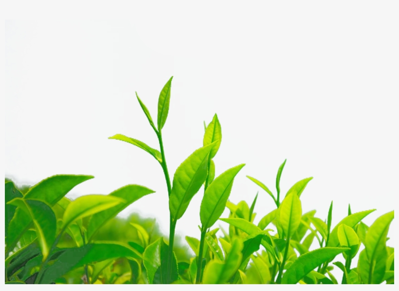 Green Chrysanthemum Leaf Camellia - Green Tea Bushes Png, transparent png