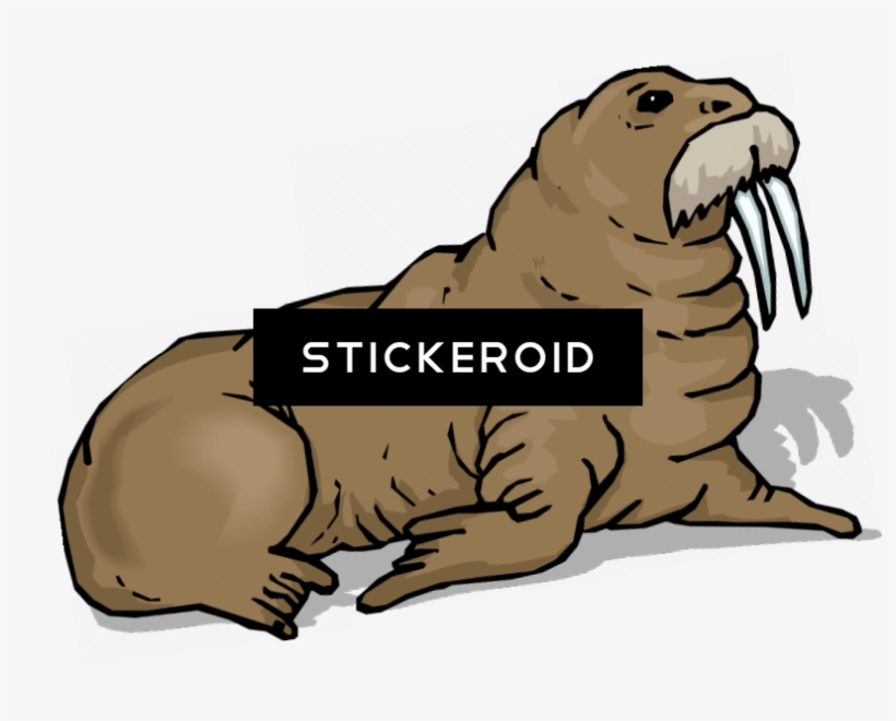 Walrus Animals - Punxsutawney Phil, transparent png