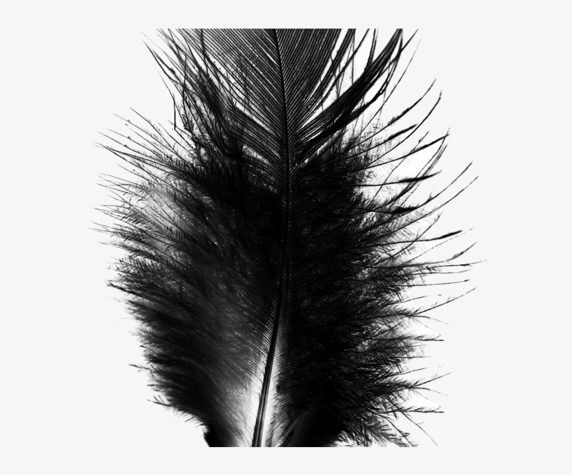 Photo Taken At Black Feather By Black Feather On 3/3/2017 - Adobe Photoshop, transparent png