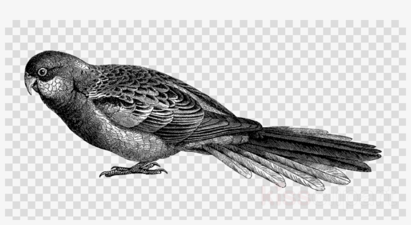 Transparent Background Wifi Clipart Royalty-free Computer - Clip Art, transparent png