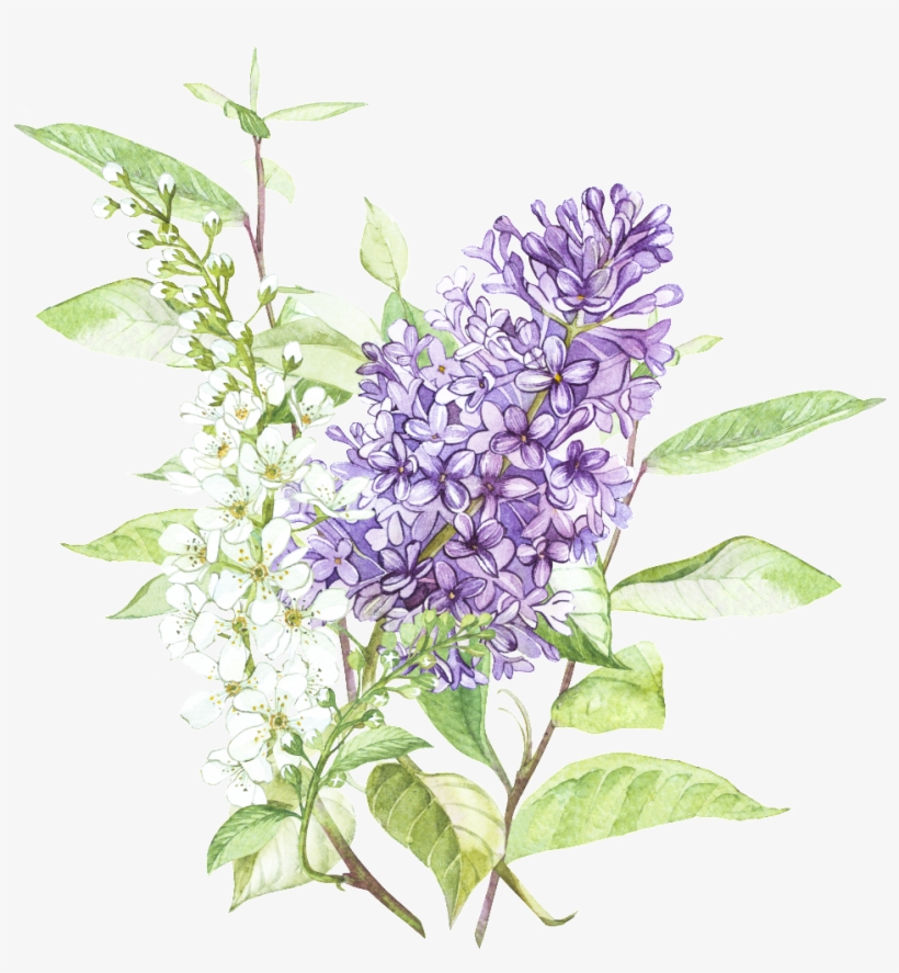 Beautiful Hand Painted Wisteria Flower Transparent - Watercolor Painting, transparent png