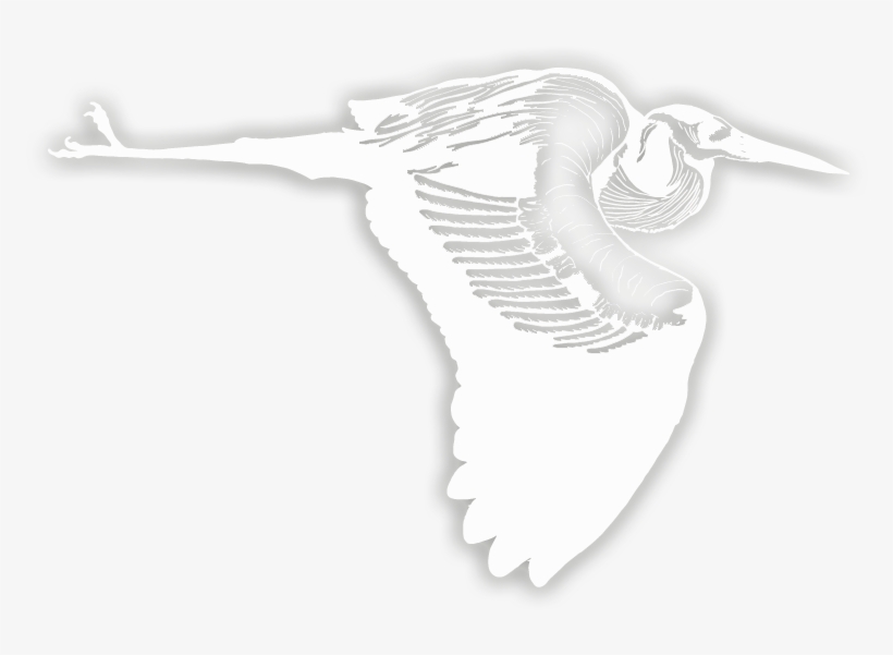 Contact - Seabird, transparent png